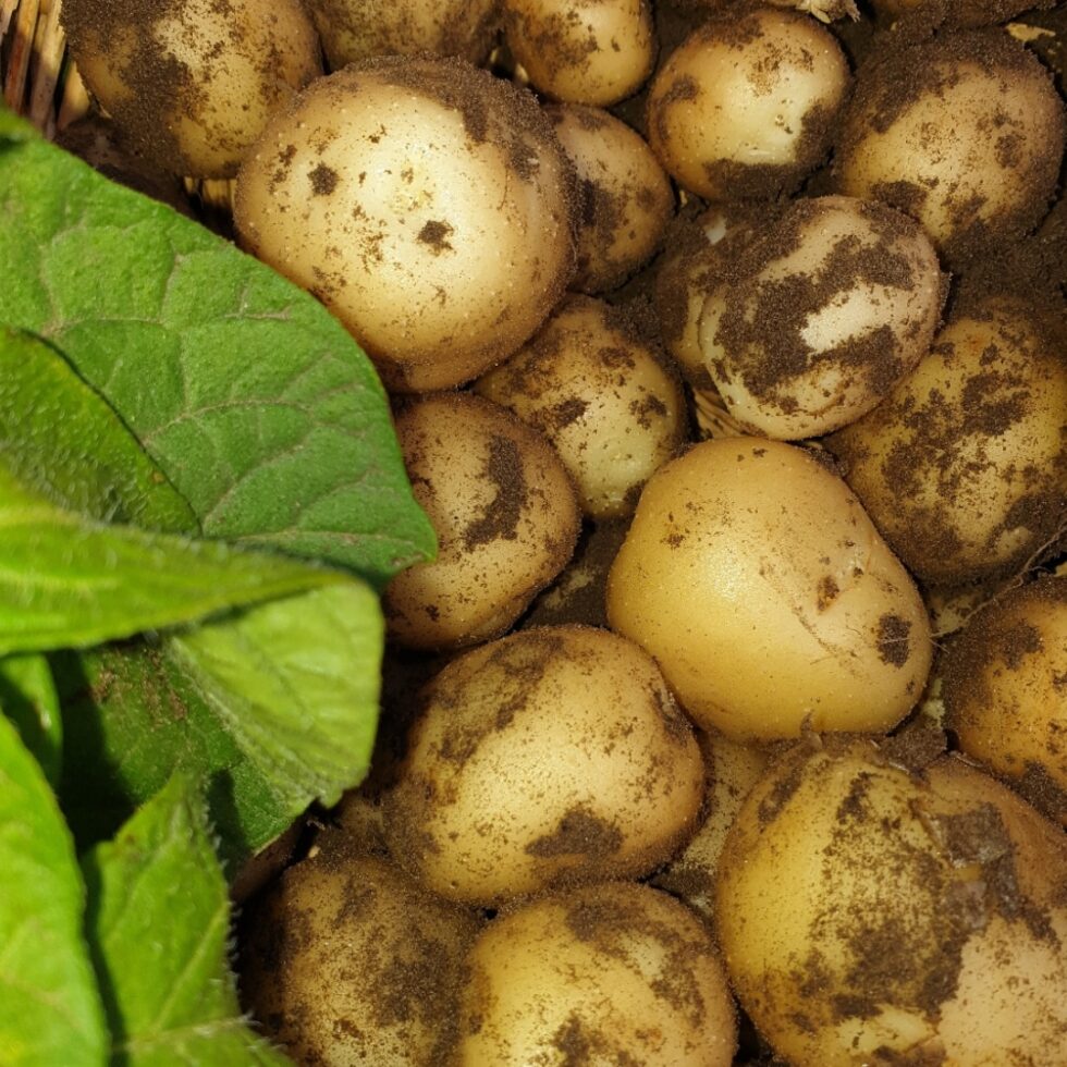 närbild av jordiga potatisar